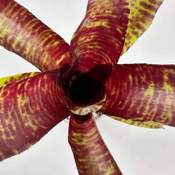 Neoregelia Screaming Tiger - Live Bare Root Plant for wholesale by The Artizan Way