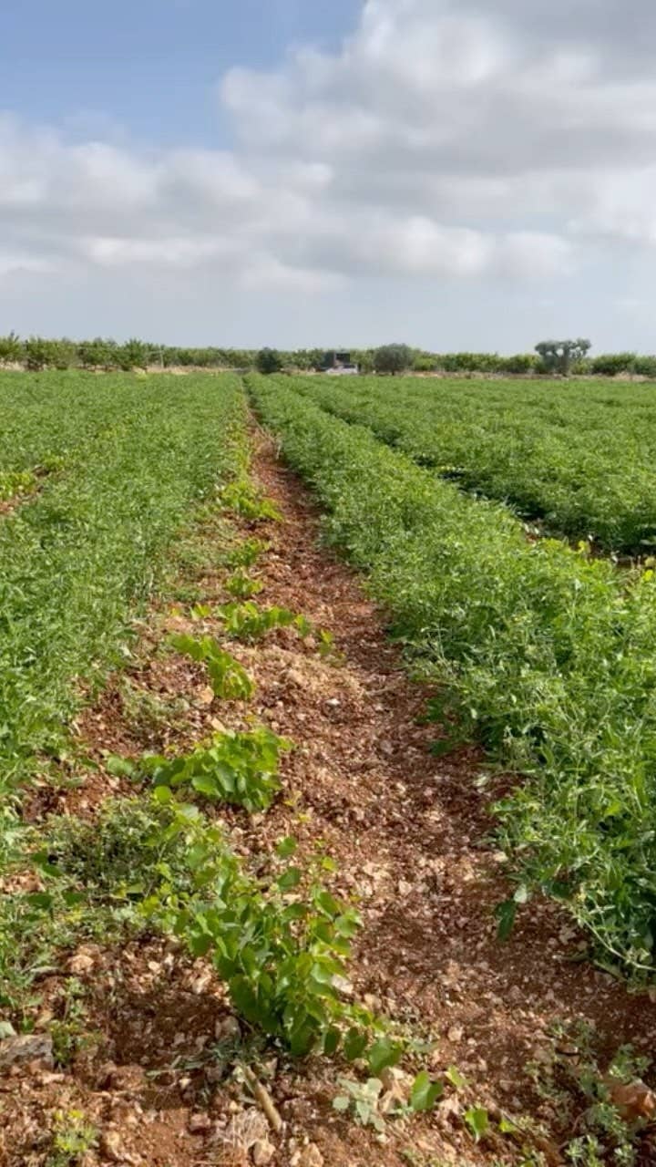 Sapori di Casa – Großhandel Pastasoße – Arrabbiata-Sauce2