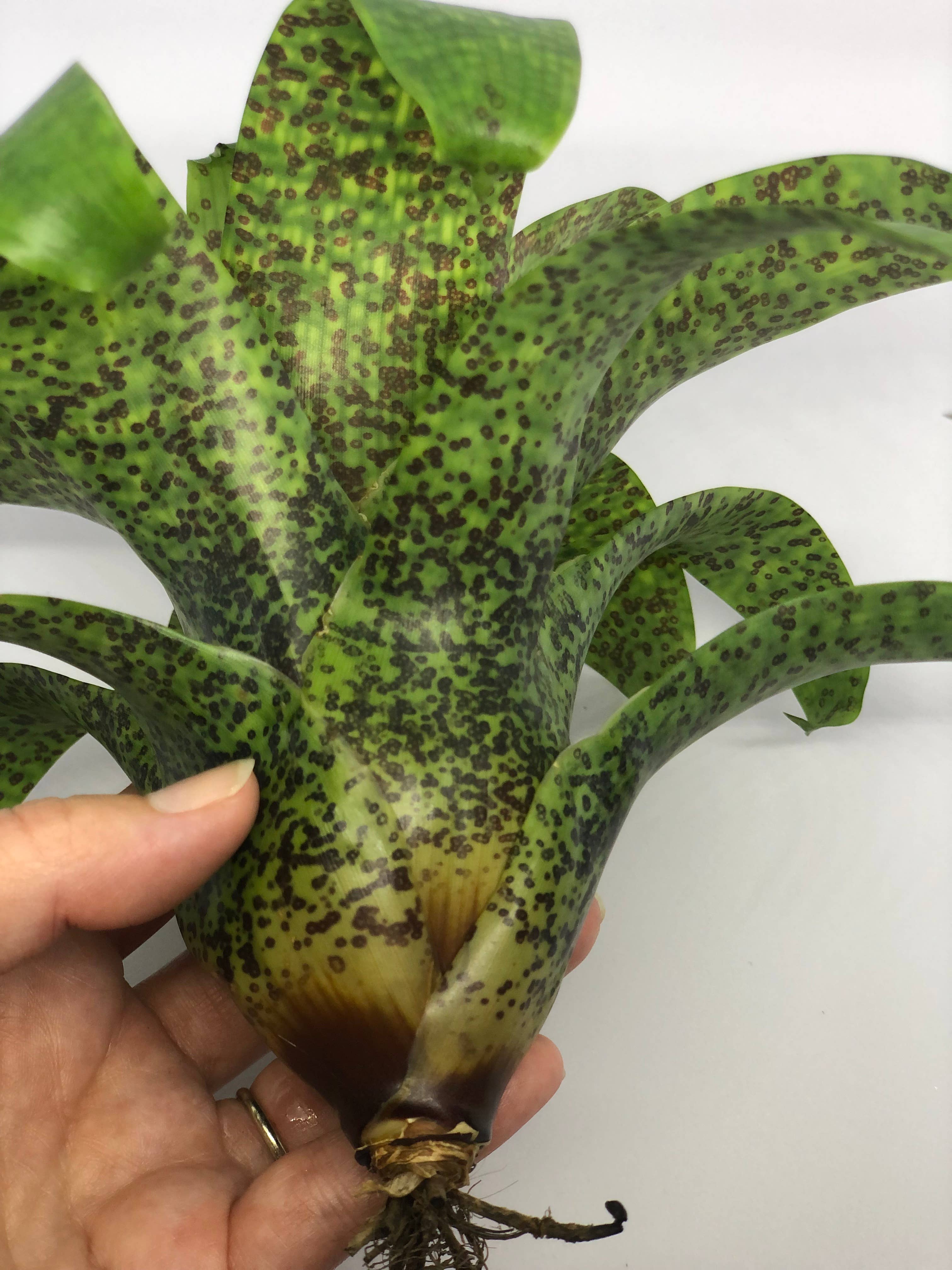 The Artizan Way - Wholesale Live Plant - Vriesea Fenestralis | Live Plant5