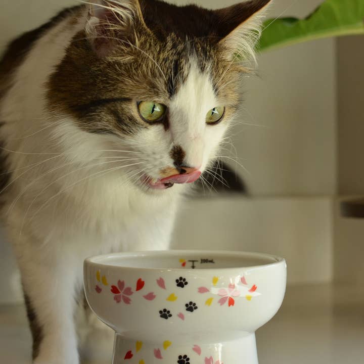 MOON-X USA, INC. - Wholesale Pet Bowl - Cat/Dog - Extra Tall Raised Cat Water Bowl (Sakura Limited Edition)