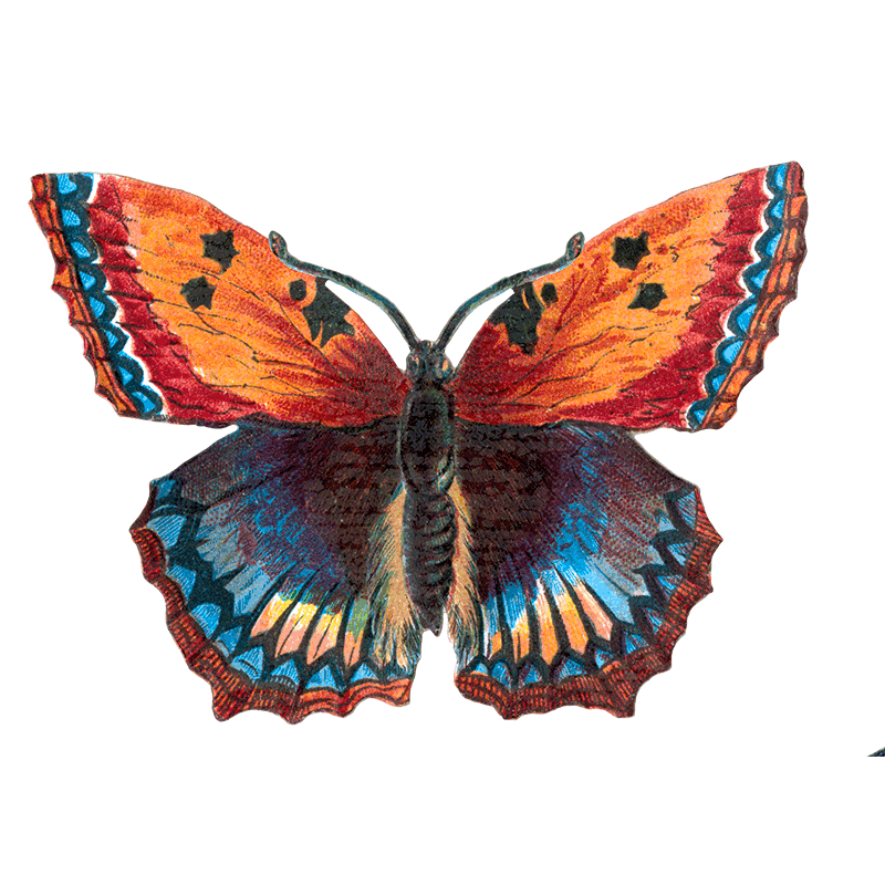 Laughing Elephant – Großhandel Aufkleber – Butterfly Box — Stickerbox für den täglichen Gebrauch26