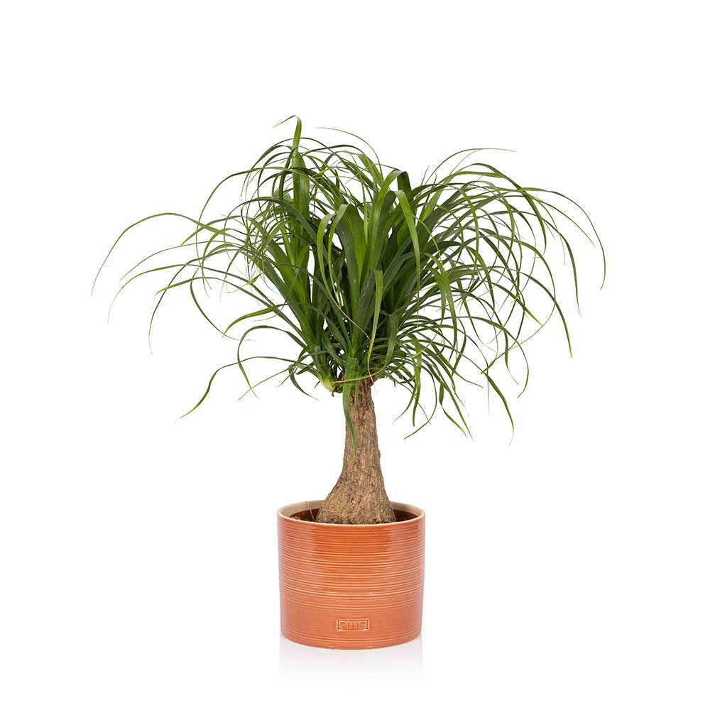 The Little Botanical – wholesale Live plant – British Grown Big Ponytail Palm (Beaucarnea)2
