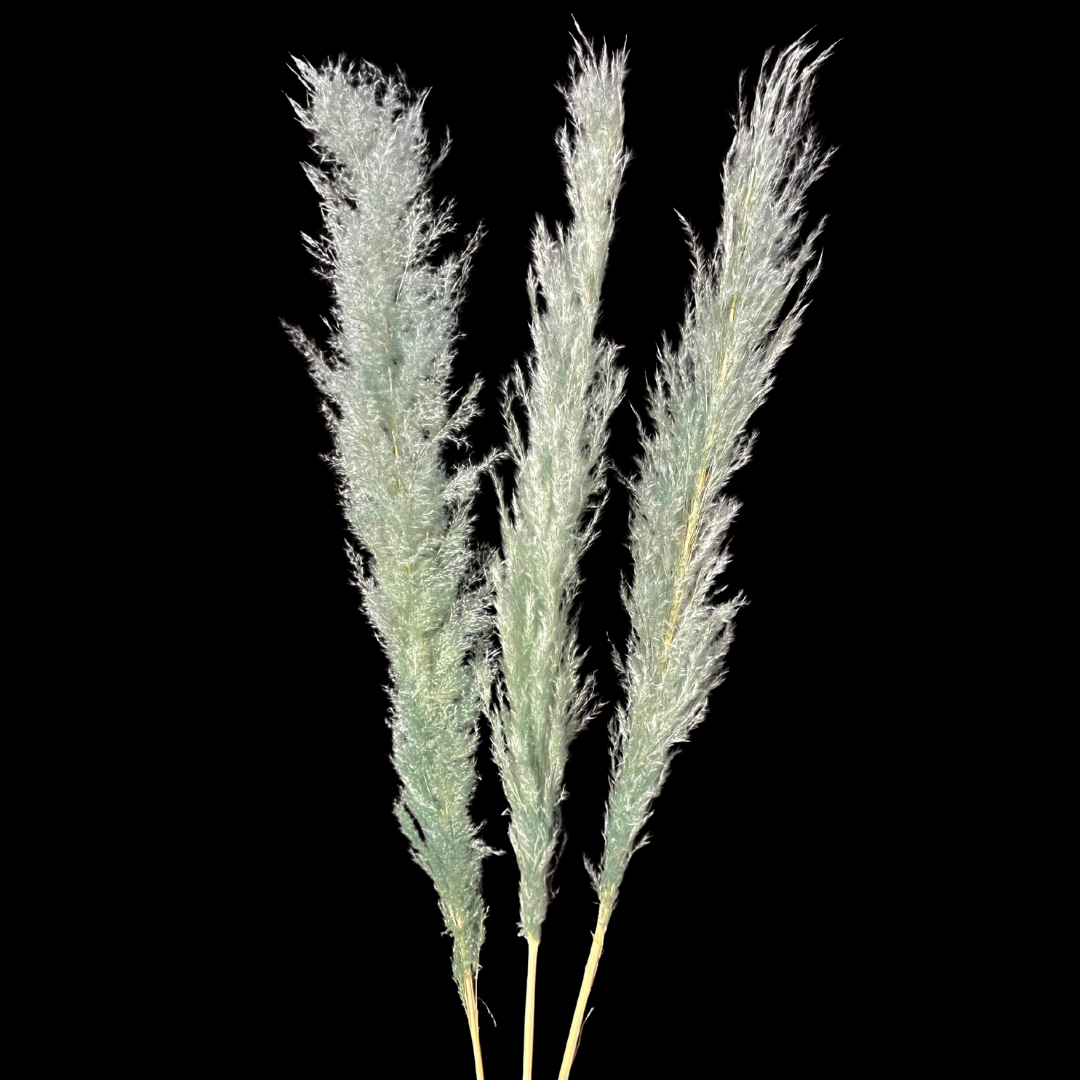 Botanico Ltd. - Wholesale Dried/Pressed Flowers - Pampas Grass10