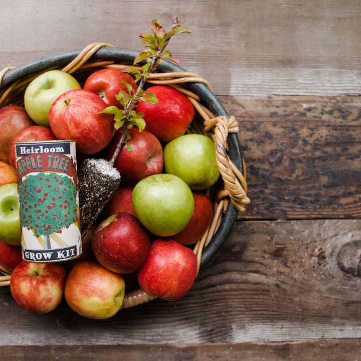 The Jonsteen Company - Wholesale Plant Seeds - Apple Tree | Seed Grow Kit