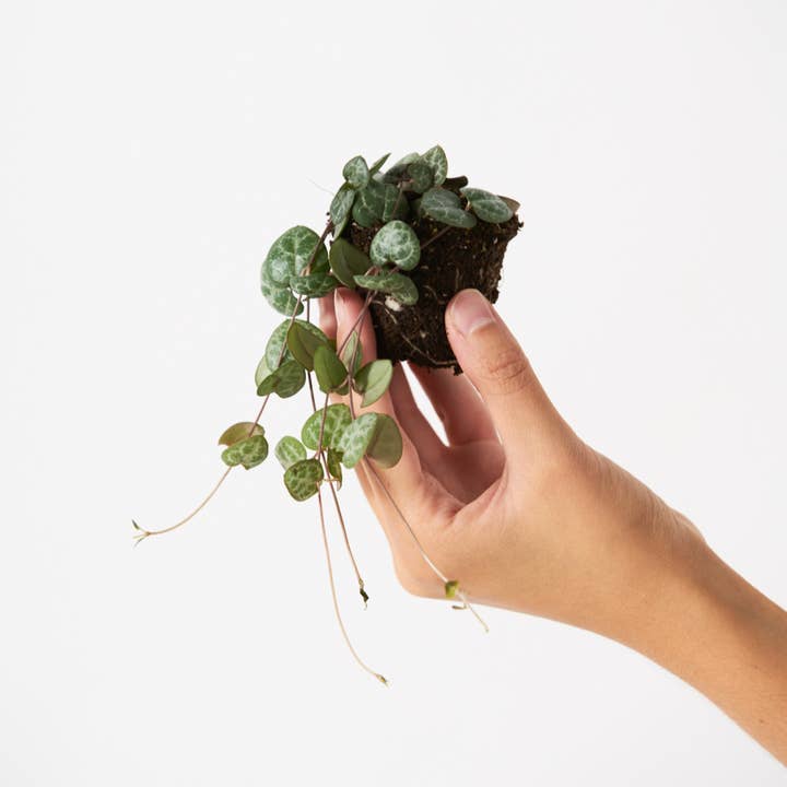 Ceropegia Woodii för wholesale av Miniplanta