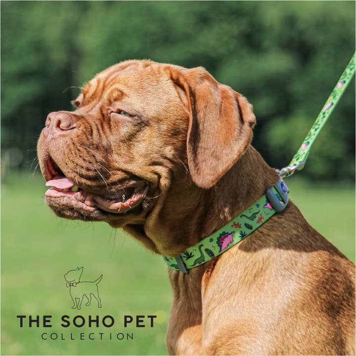 Ancol Pet Products Ltd – Engroshandel Halsbånd - Hund – Soho Pet samling dinosaur mønstrede krave 20-30cm