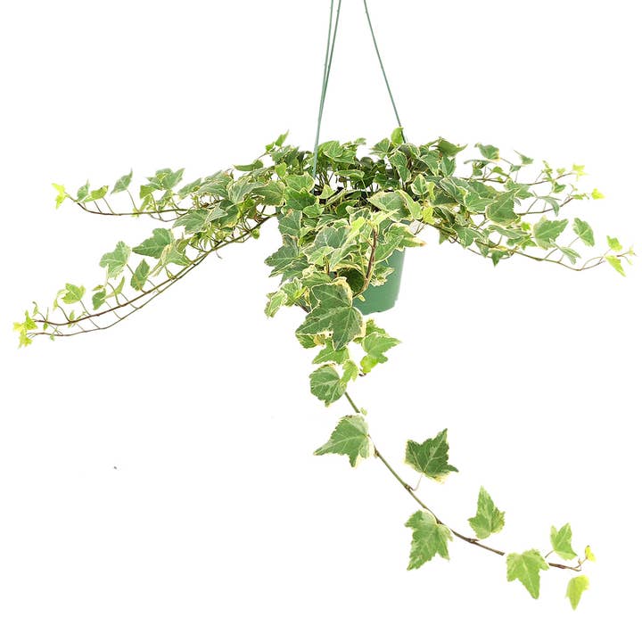 Glacier English Ivy - 4in/6in Trailing and Climbing Plant for wholesale by Best Plant Friend