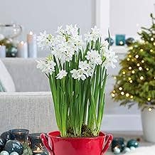 UniqueMartandHome - Wholesale Live plant - Ziva Paperwhites - Indoor Narcissus Bulbs for Holiday (3 Bulbs) -  White Flowering Blooms for Holiday Indoors & Outdoor Gardens2