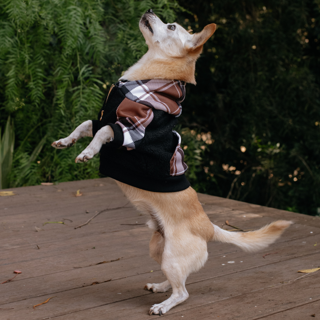 Frenchie - Wholesale Pet Hoodie - Dog - Frenchie Dog Hoodie - Cocoa Plaid5