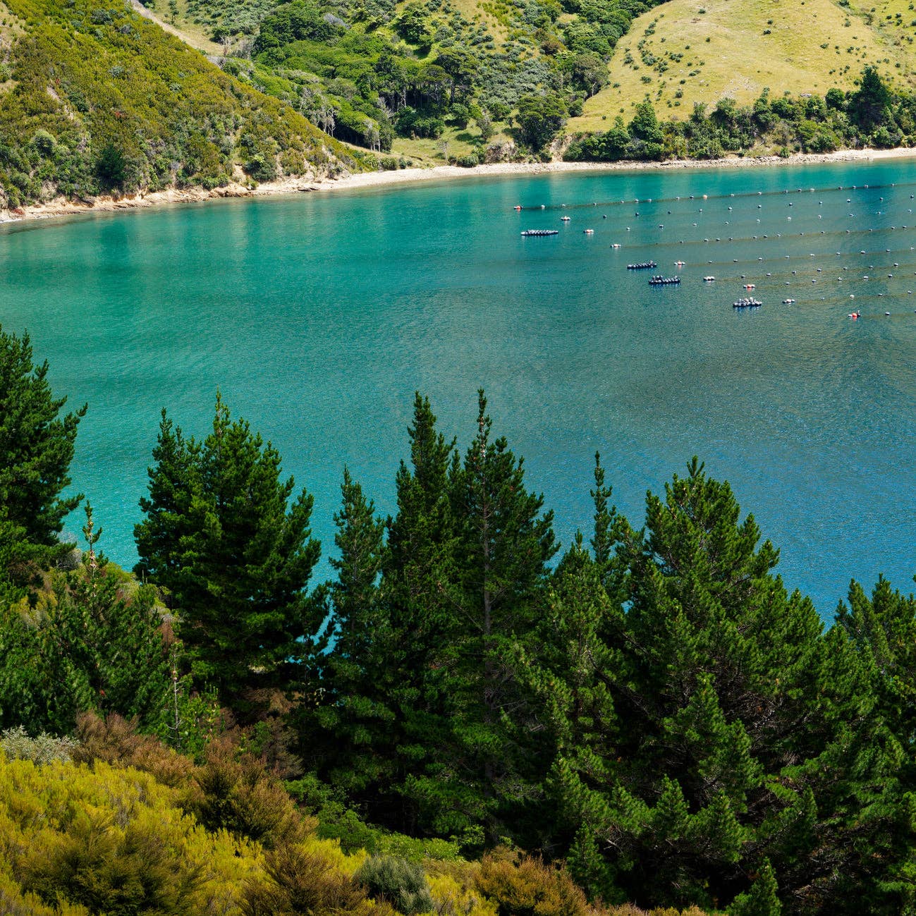 Pet Wiz - Vendita all'ingrosso Integratori - Cani e gatti - Polvere di cozze dalle labbra verdi - 100 g2