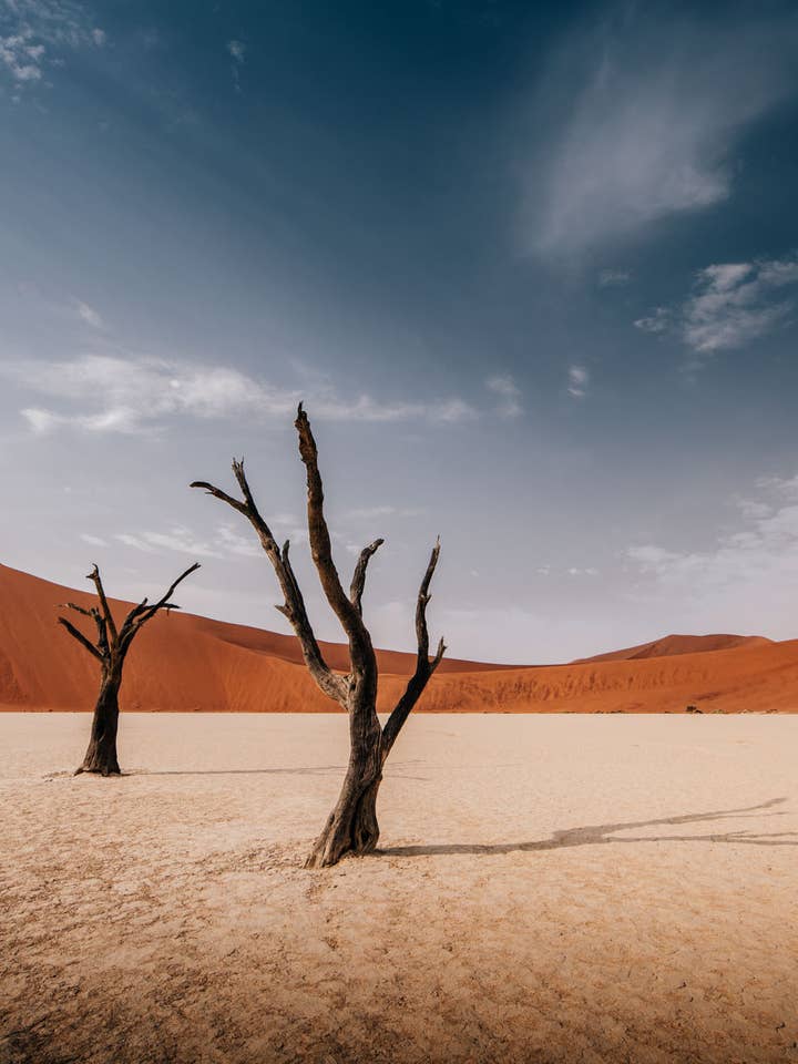 El bosque muerto para venta al por mayor de Perspectives
