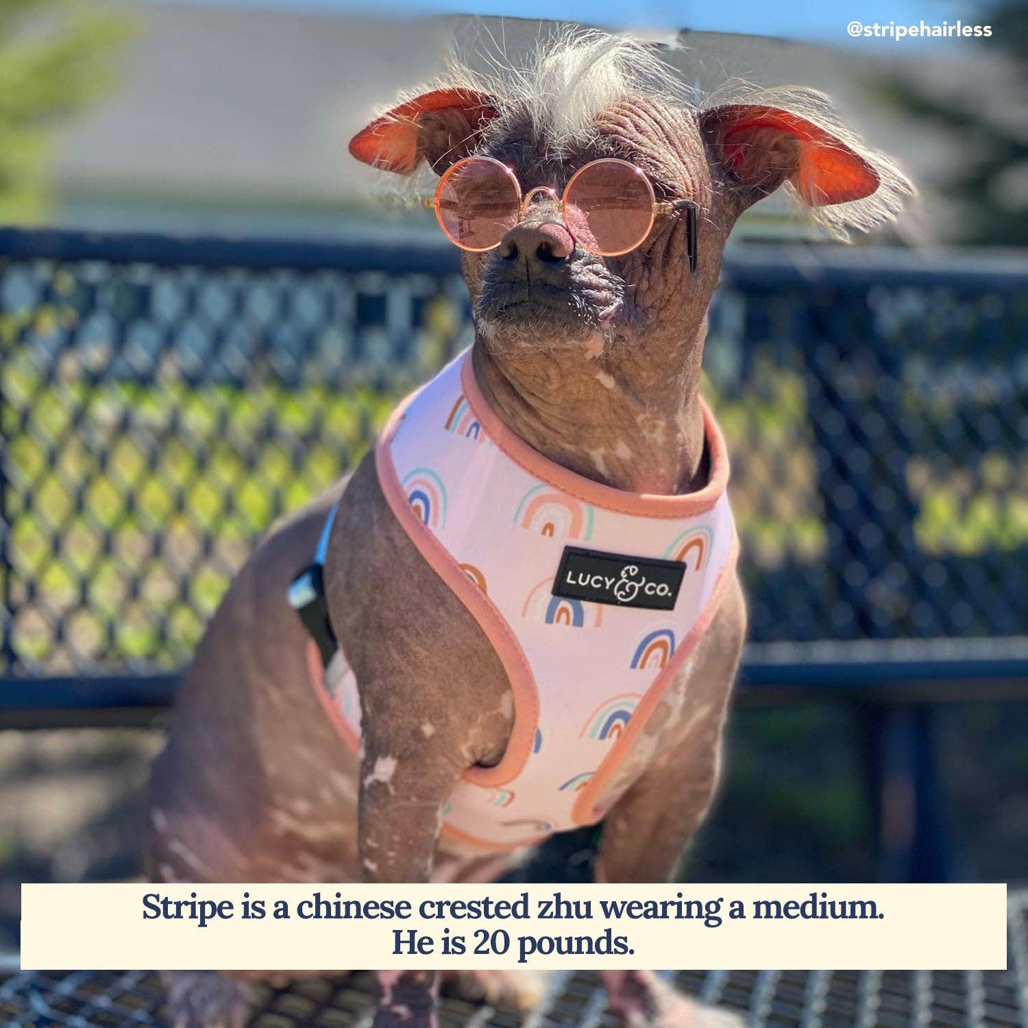 Lucy & Co. – Engroshandel Kæledyrssele – Hund – I skyerne Vendbar Harness2