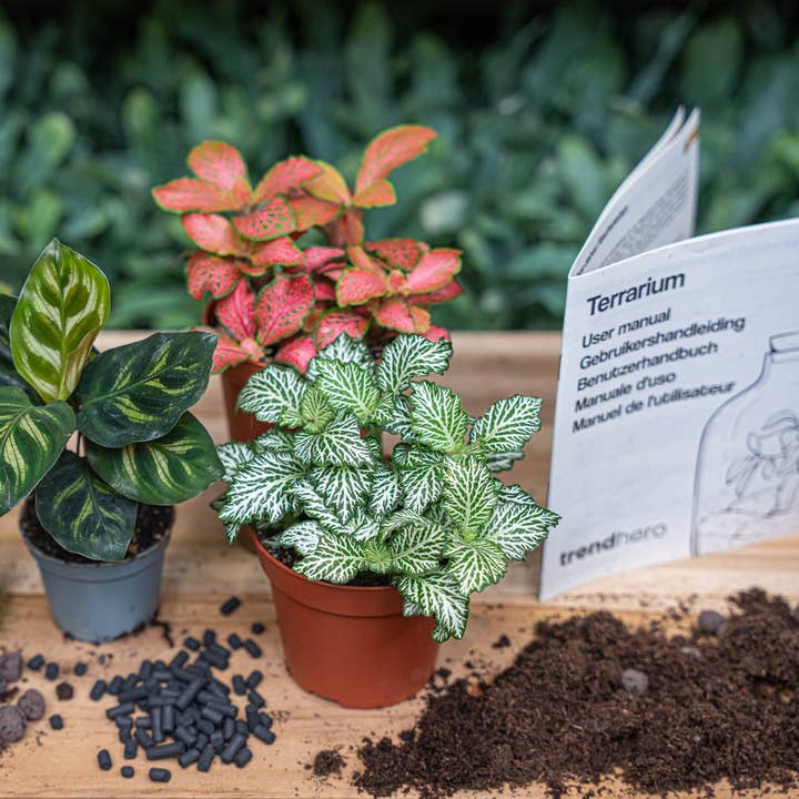 Calathea Makoyana - Kit di ricarica e avviamento per terrario di piante - 3 piante da terrario - Fai da te per la vendita all'ingrosso da parte di Trendhero.nl/b2b