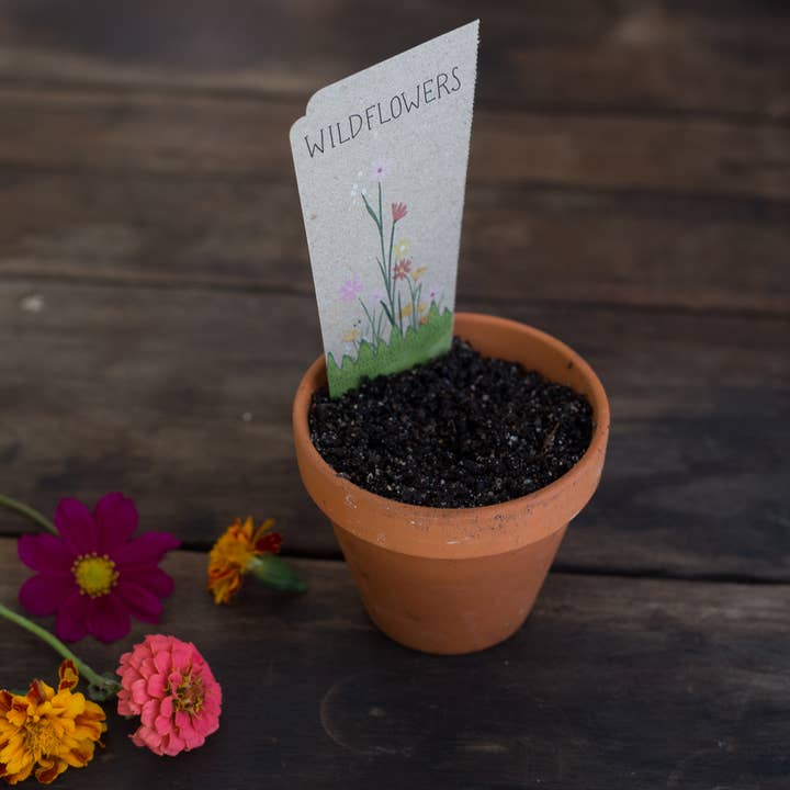 Sow 'n Sow - Wholesale Plant Seeds - Wildflowers Gift of Seeds (Australia Only)