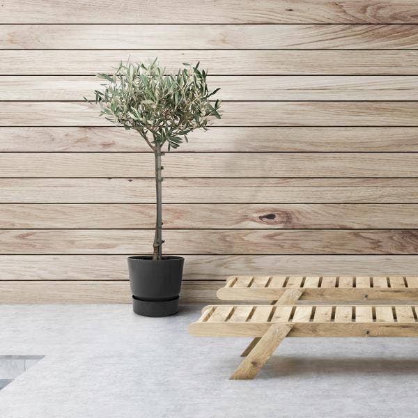Oasis of Life - Wholesale Live Plant - Olive tree Olea europaea – Mediterranean indoor & terrace plant – Height approx. 90cm – Ø19cm – Evergreen & decorative – Robust & easy to care for1
