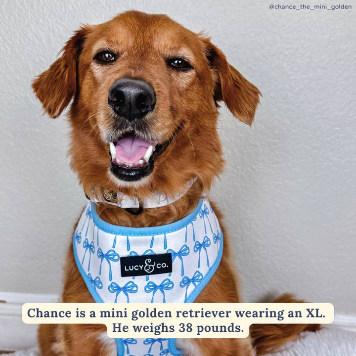 Bowwow Wow! Reversible Harness for wholesale by Lucy & Co.