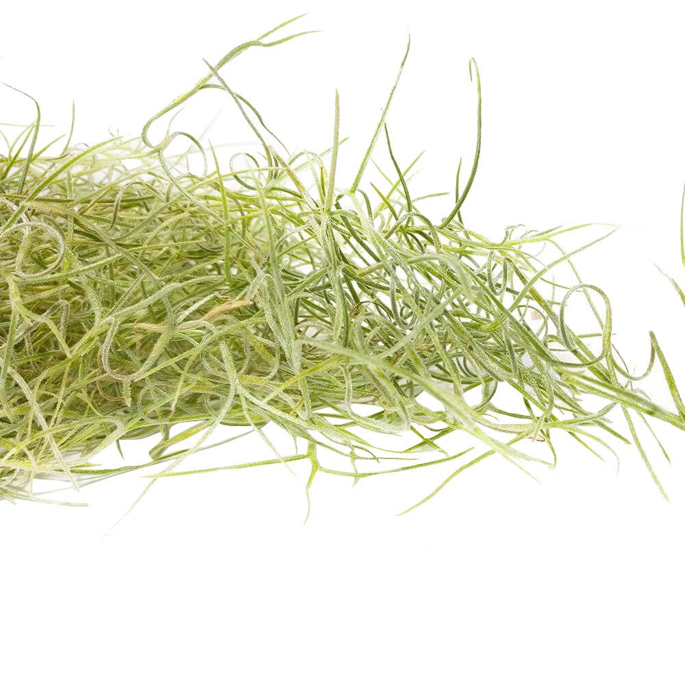 Best Plant Friend - Wholesale Live Plant - Spanish Moss Usneoides Air Plant, Fairy's Hair Live Plant4