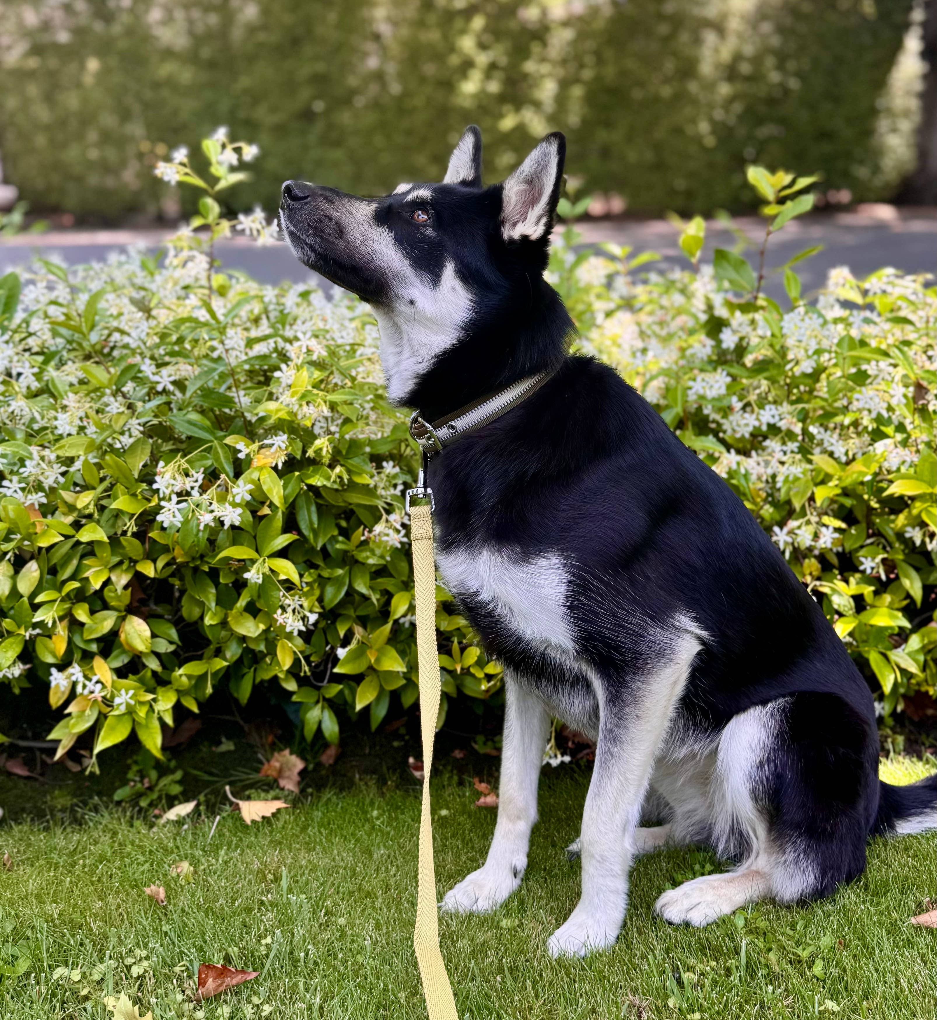 Blueberry Pet – wholesale Halsband - Hund – 3M Reflekterande Randig Hundhalsband – Hållbart & Stilfullt3