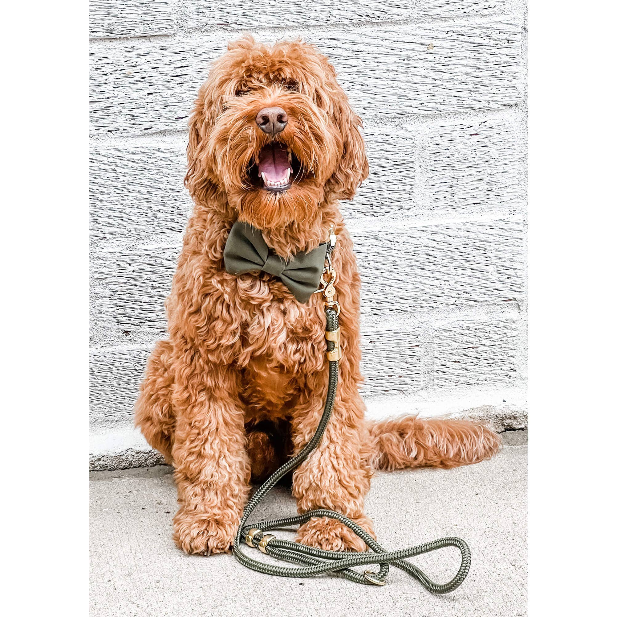 The Foggy Dog - Wholesale Pet Leash - Dog - Olive Marine Rope Dog Leash3
