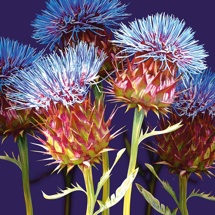 Greeting Card Scottish Thistle for wholesale by Natural Partners Limited