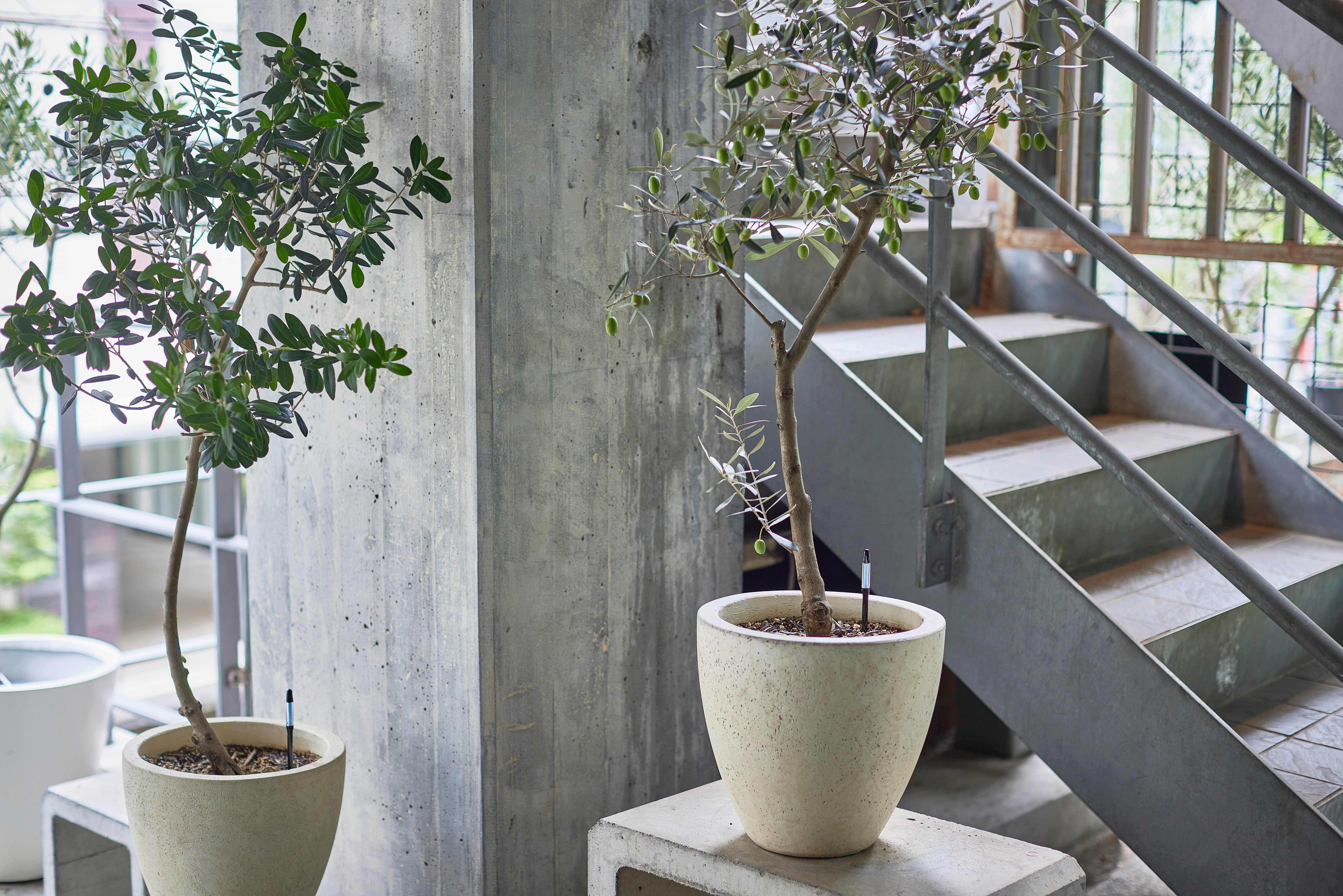 SUStee - Wholesale Garden Tool - SUStee Single Pack Large Black5