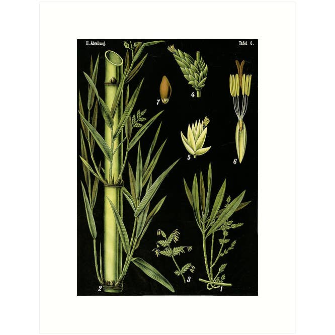 Black Bamboo | Blank Greeting Card for wholesale by Lucca Paperworks