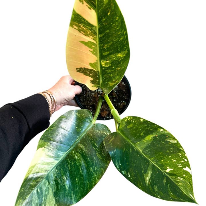 Plant Vault - Wholesale Live Plant - Philodendron Green Congo Nuclear