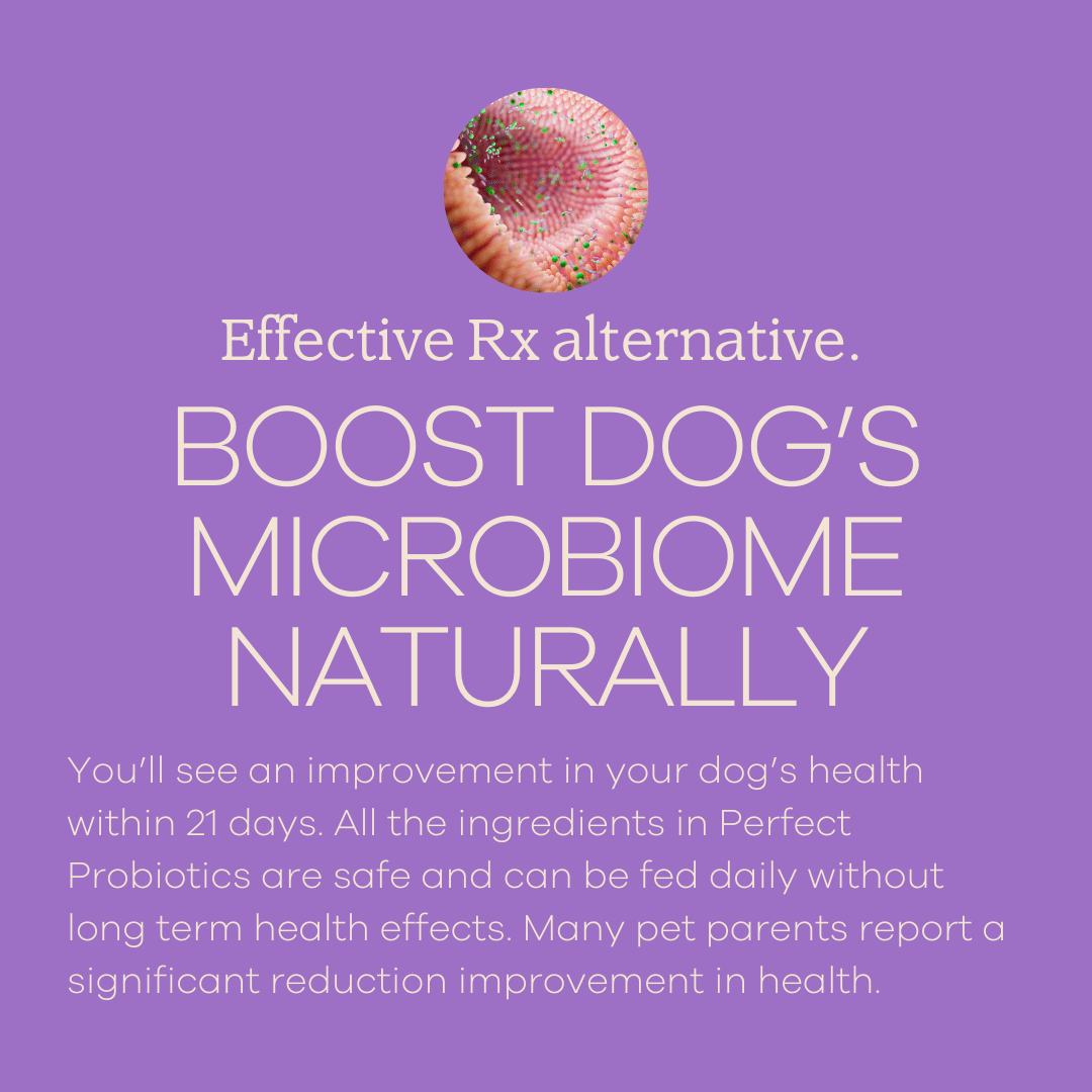 Yumwoof Natural Pet Food - Wholesale Pet Supplement - Dog - Perfect Probiotics1