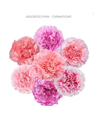 Mothers Day Valentines Day Carnations ALL PINKS 350 / 100 stems for wholesale by Florasource