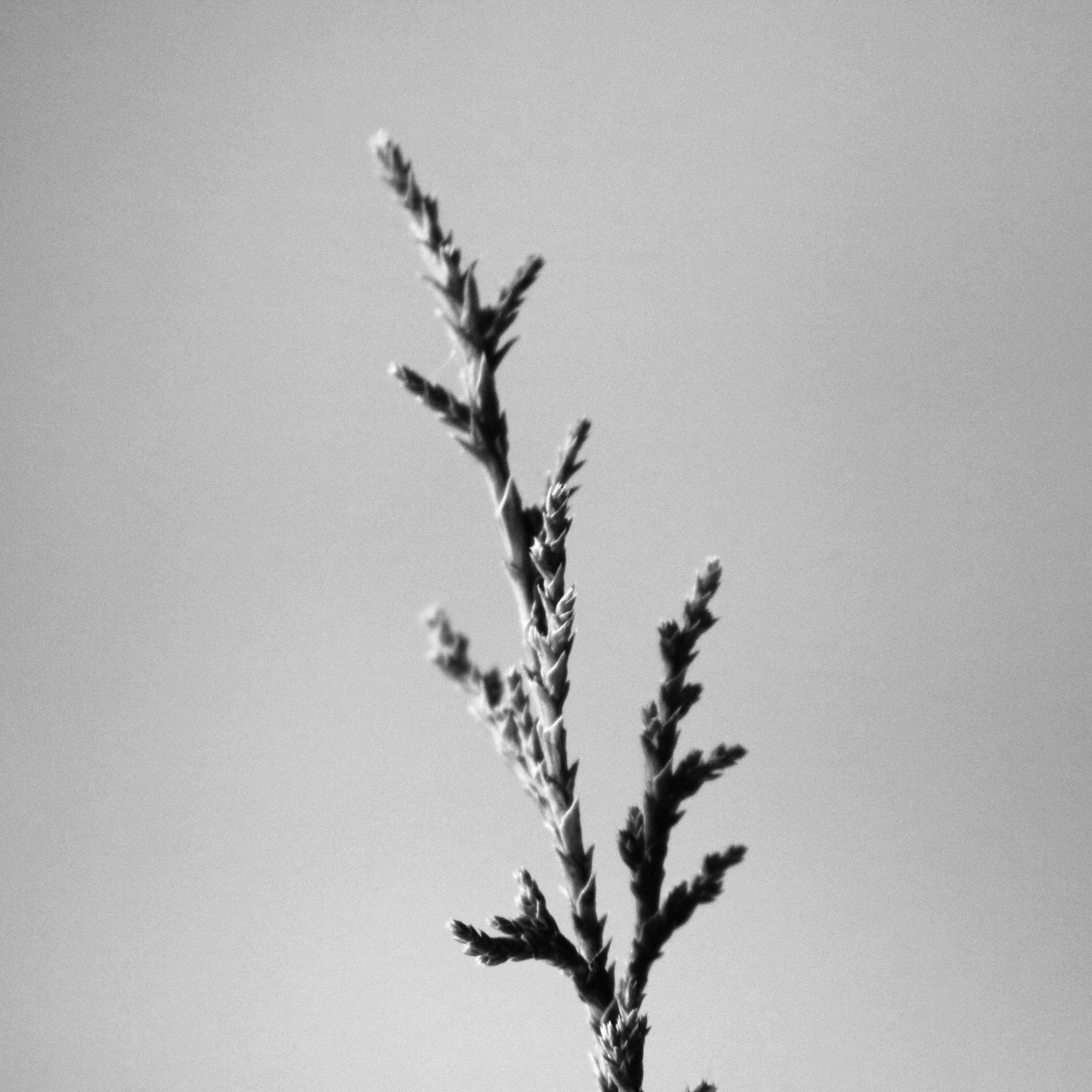 MIZU - Wholesale Jar/Filled Candle - Desert Juniper Essential Oil Candle1