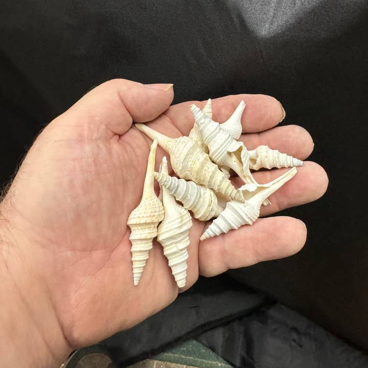 Spice Islands Coastal - Wholesale DIY Craft Kit - White Turris Shells - B802