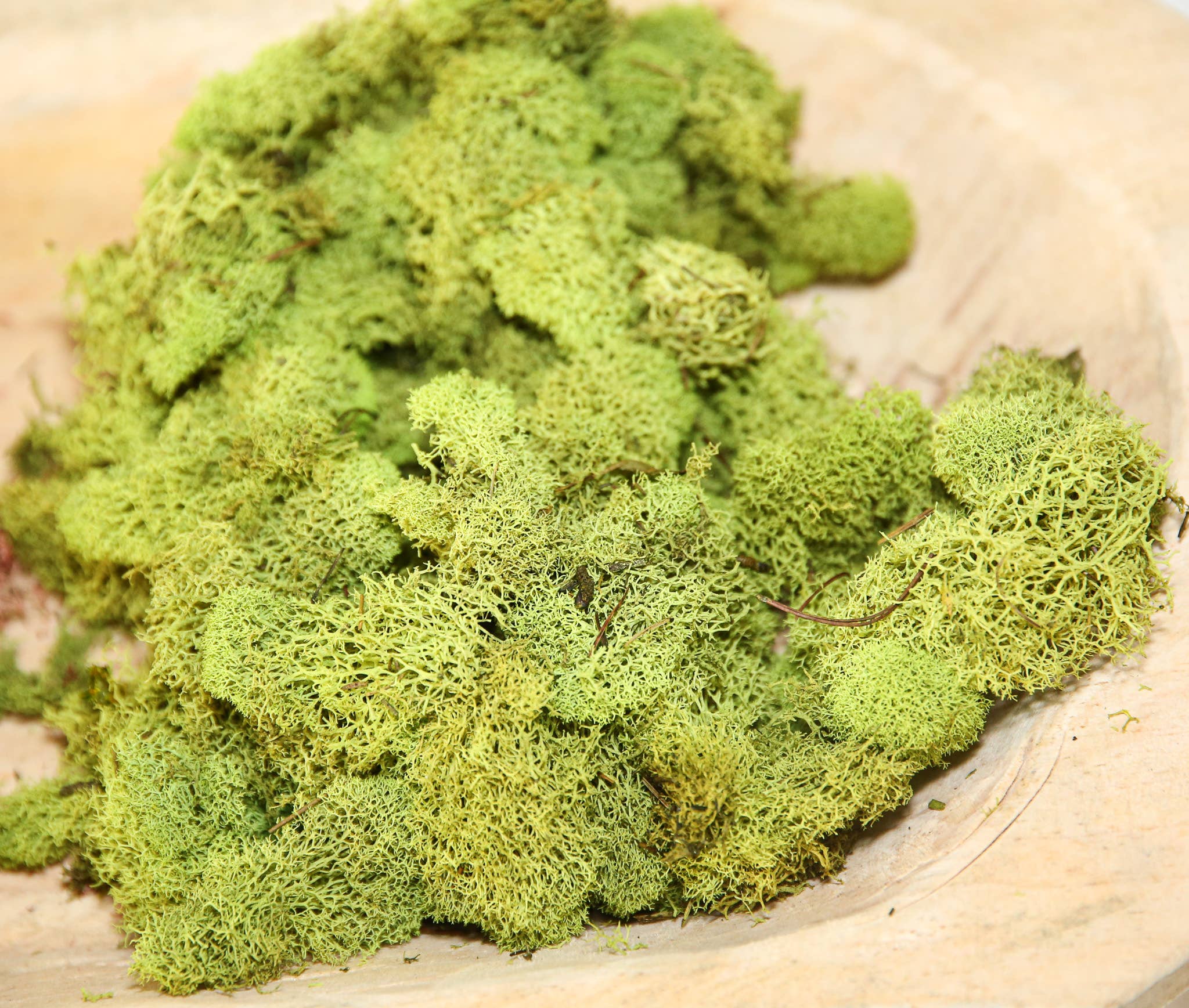 Forever Green Art - Wholesale Live Plant - Preserved Colored Deer Moss – 4oz Bag (Min. 8 Bags)7