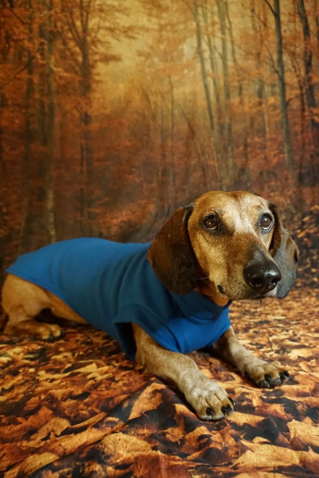 Jeans Blue Fleece Pullover for Dachshunds for wholesale on Faire2