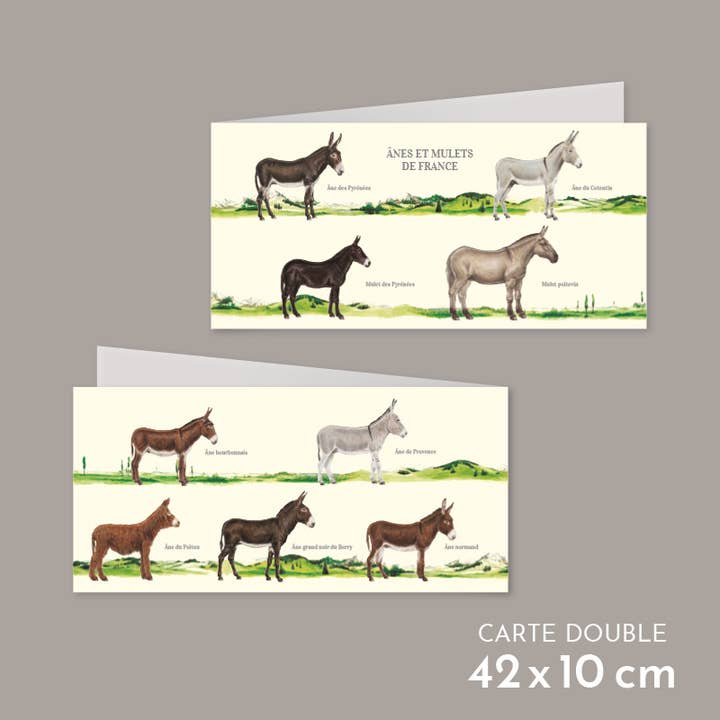 Donkeys and mules from France - Double card for wholesale by Longue-vue