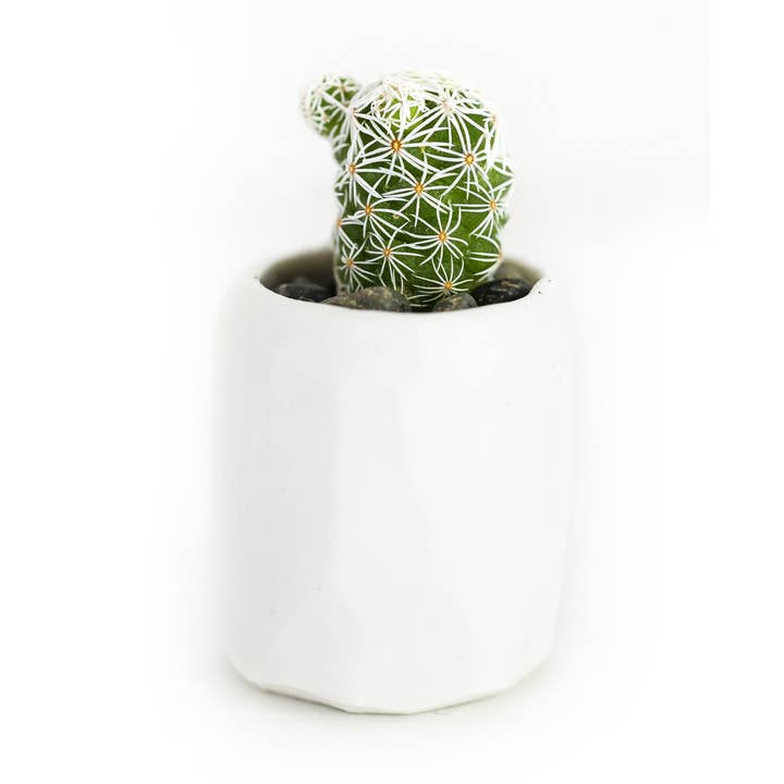 Mini Cactus Kit-real cactus and handmade white ceramic vase for wholesale by Spalted Home
