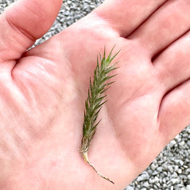 The Artizan Way - Wholesale Live Plant - Tillandsia Tricholepis - Miniature Live Air Plant