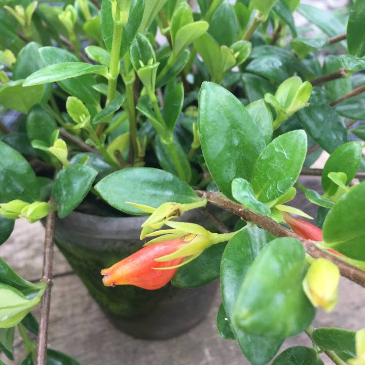 Bella Vintage Home Inc - Wholesale Live Plant - Live Plants- Goldfish Plant1