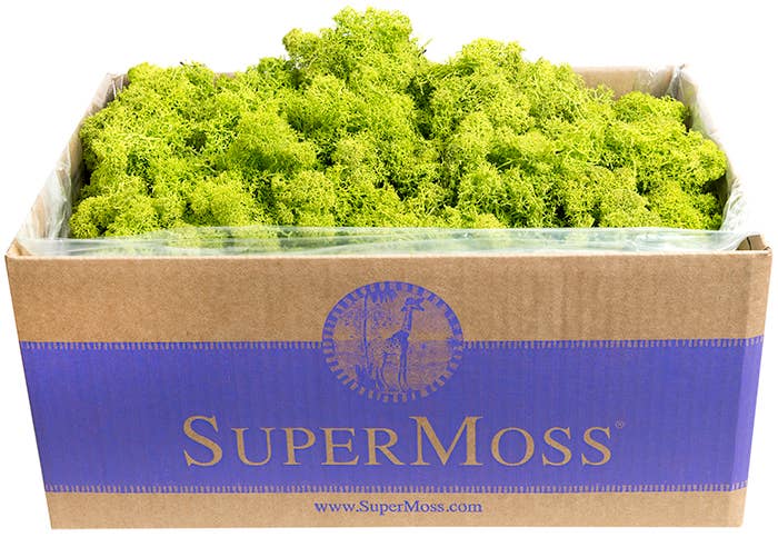 SuperMoss - Wholesale Dried/Pressed Flowers - Reindeer Moss Preserved 3lb Bulk Box21