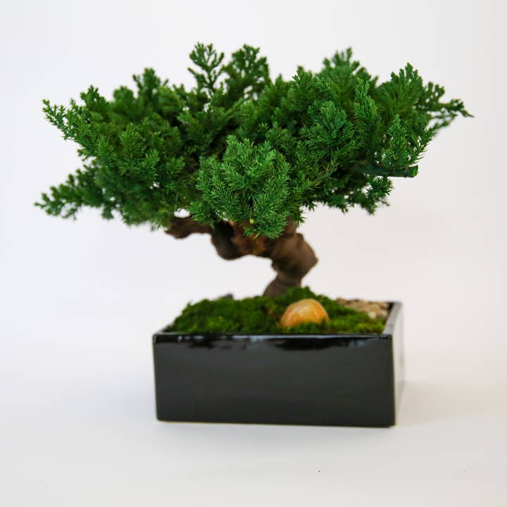 Forever Green Art - Wholesale Artificial Plant - Preserved Monterey Bonsai - Single