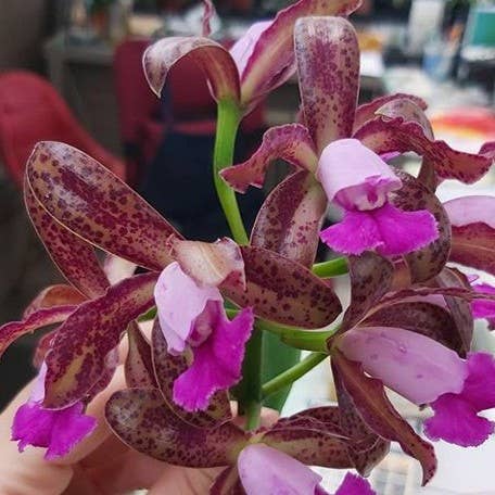 Cattleya leopoldii × sib 2.5" Fragrant | Rare Houseplant for wholesale by OrchidBox
