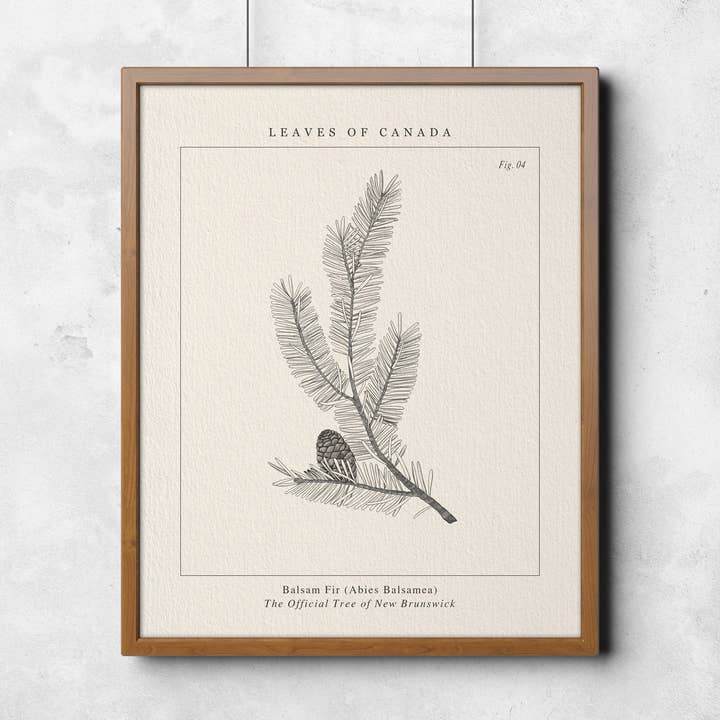 PROVINCIAL TREE OF NEW BRUNSWICK, BALSAM FIR ART PRINT for wholesale by Leaves of Canada