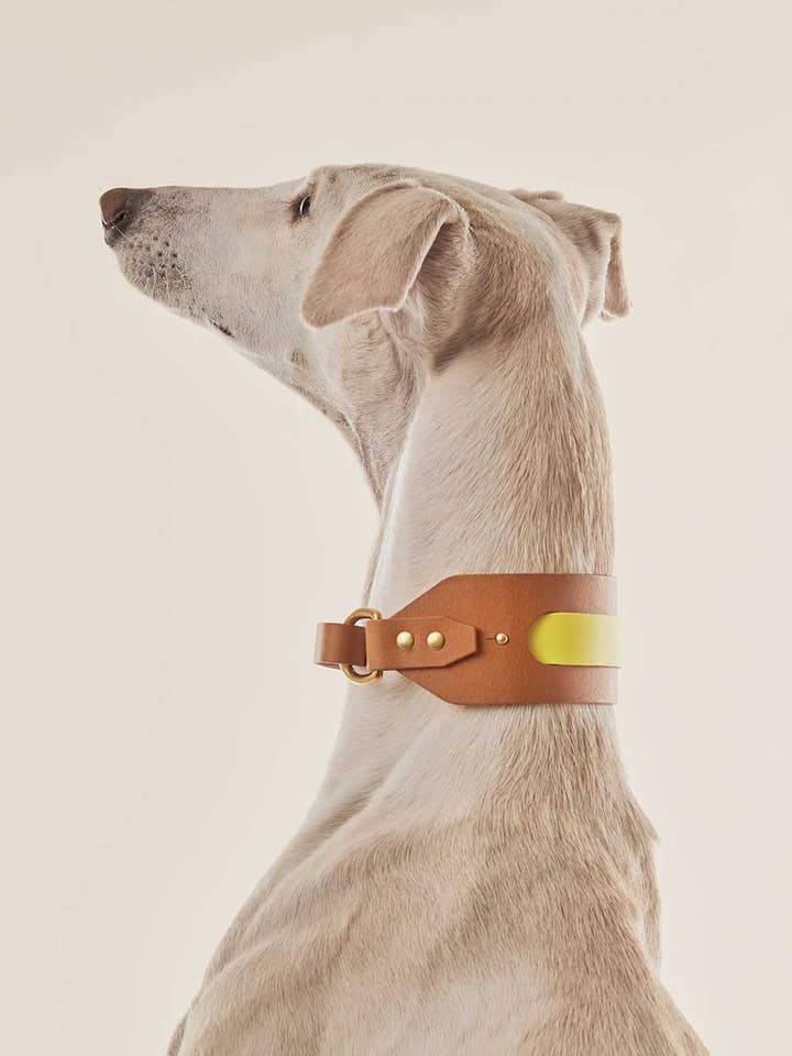 Dog pull · Yellow for wholesale by INDÓMITO