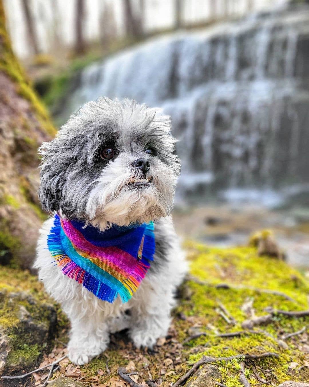 Mom And Pup Co. – Bandana - Cão por atacado – Bandana Cão Aztec - Bandana Cão Boho, Bandana de Cachorro Giro2