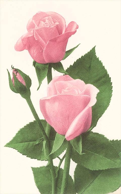 Found Image Press - Wholesale Sticker - Sticker FC-161 Pink Roses0
