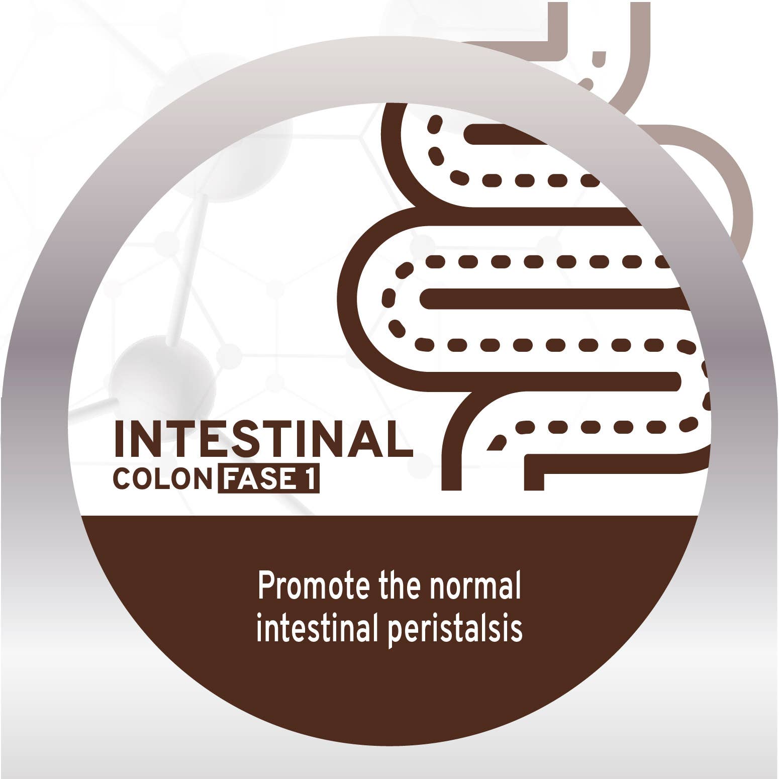 Forza10 Pet Food - Wholesale Pet Food - Dog - Forza10 Nutraceutic Active Colon Diet Phase 1 Dry Dog1