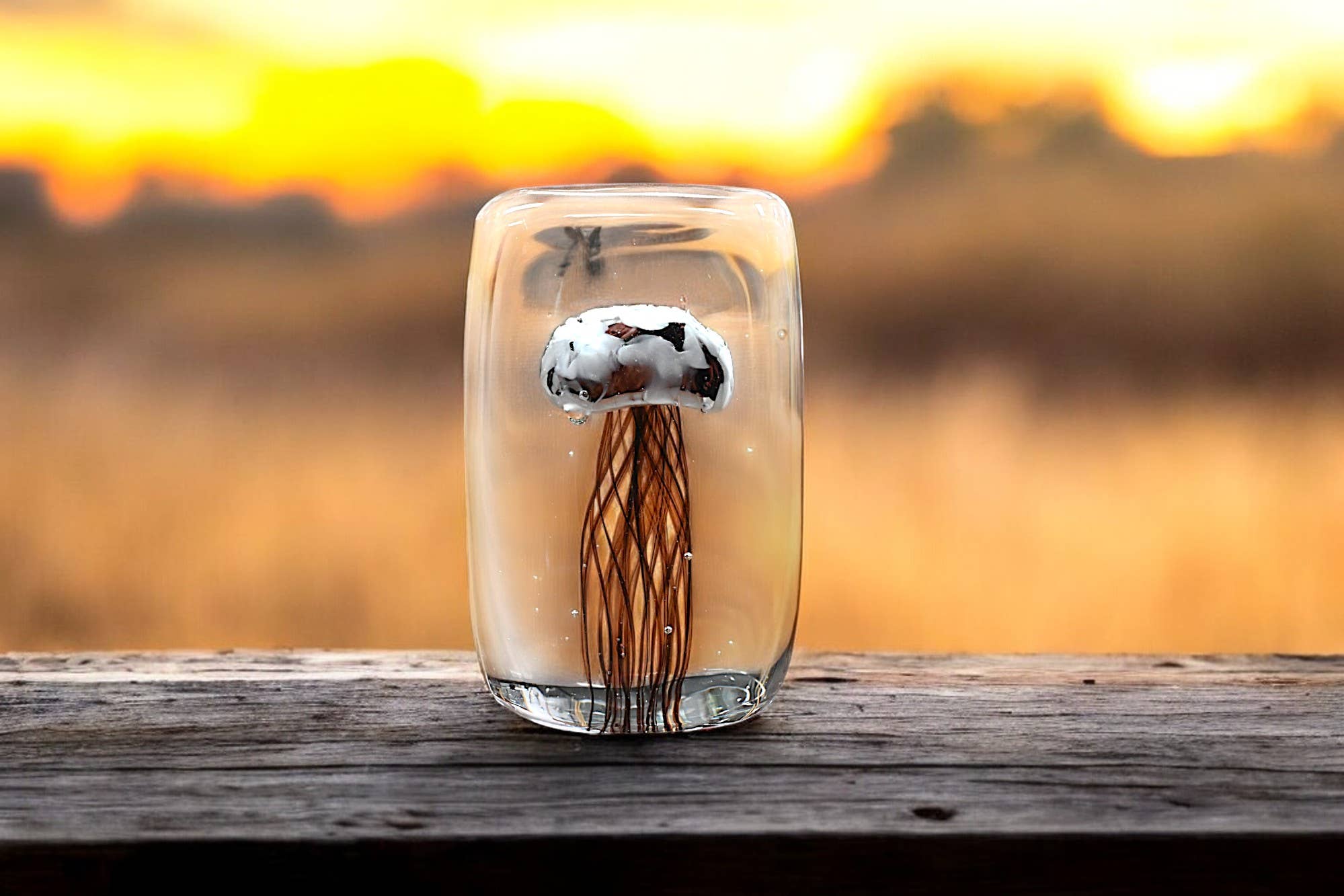 RIKARO - Wholesale Paper weight - Jelly in Tube PW