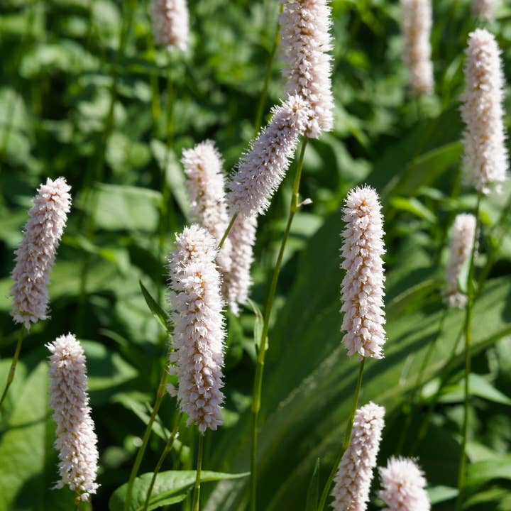 Persicaria bistorta Superba – 48 växter Ø9cm – Höjd10-25cm – Rosa blommande perenn för fuktiga rabatter & dammkant – Bivänlig vinterhärdig – Ytplantering för wholesale av Oasis of Life