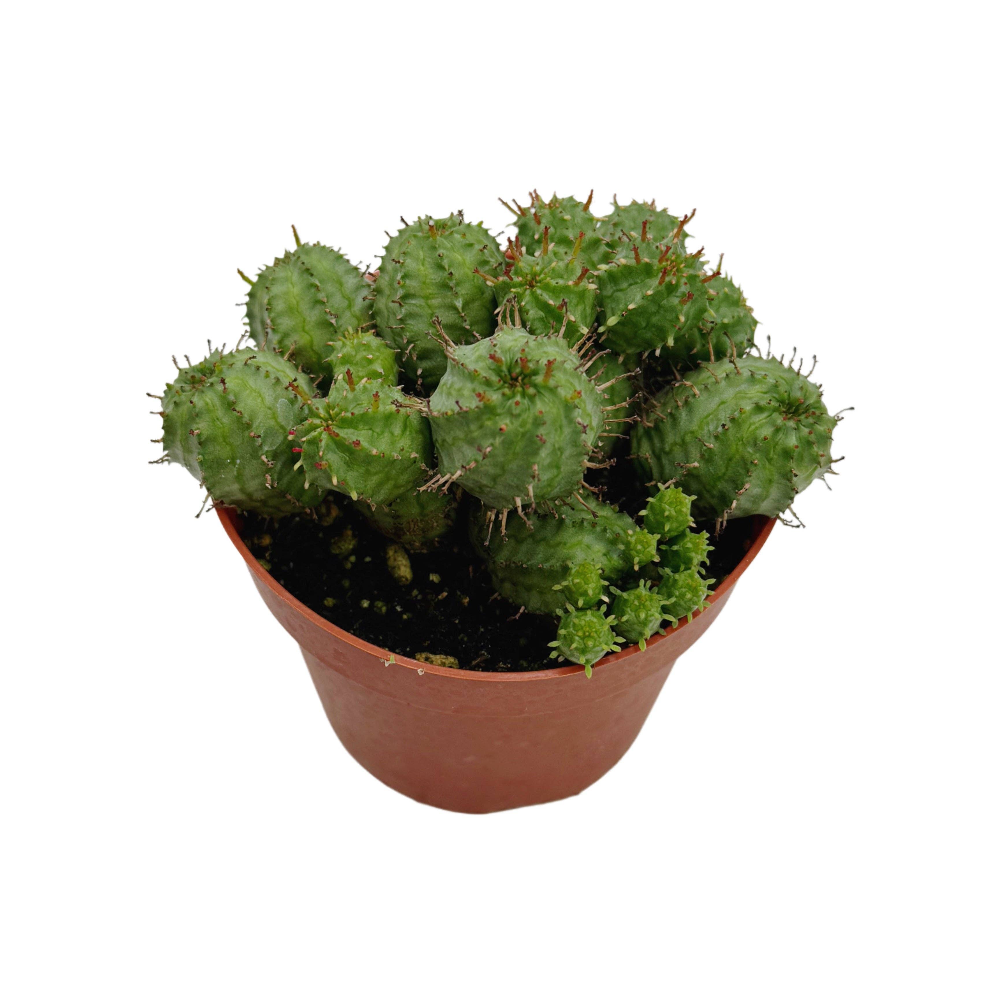 Succulent Wholesale - Wholesale Succulent - Euphorbia Monstrose | 4 inch | Euphorbia submammillaris1