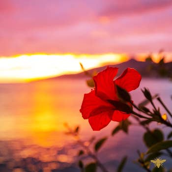 A Scent Story Candle Co - Wholesale Jar/Filled Candle - Bridgerton Society - Bookish Candle | Book Themed Candle2