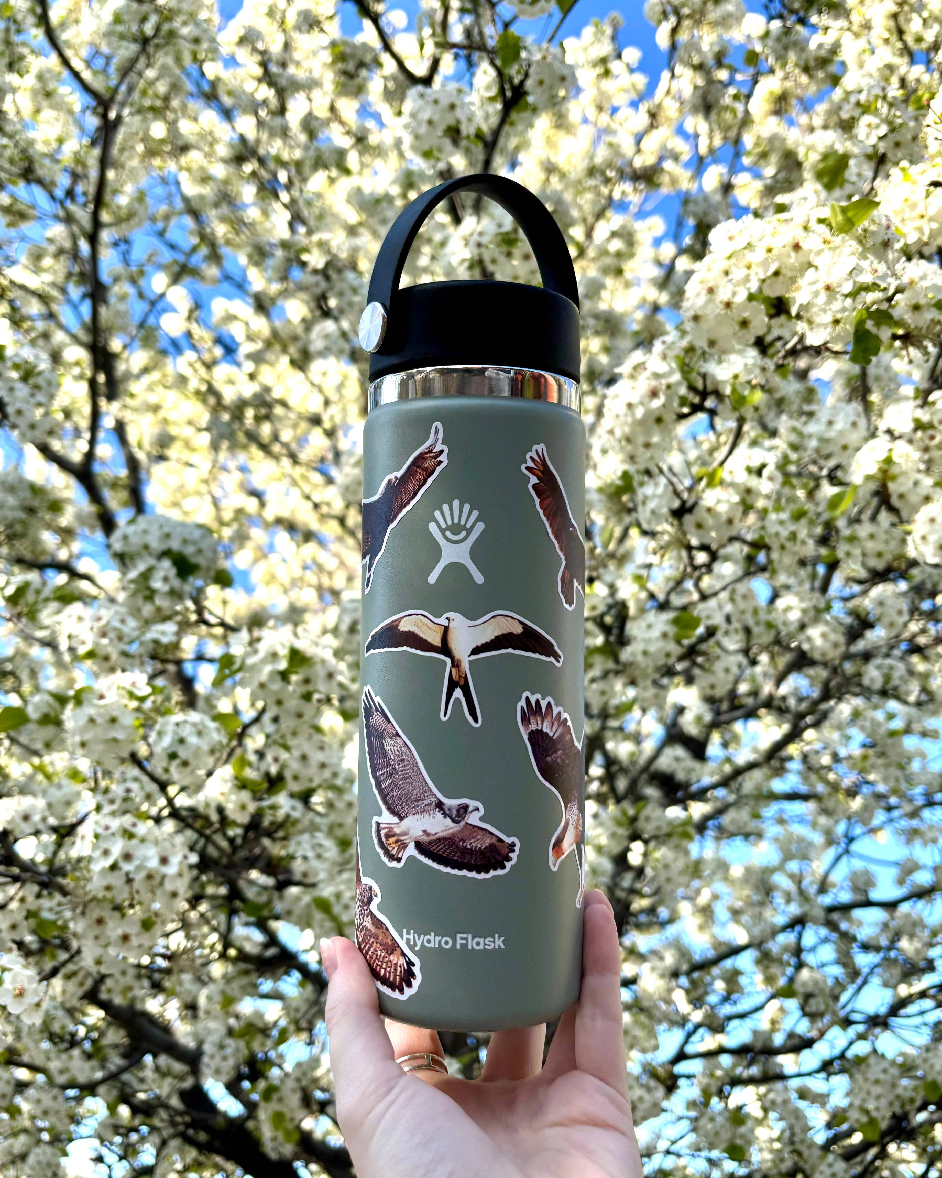 HawkWatch International - Wholesale Sticker - Raptors of Texas Sticker Pack1